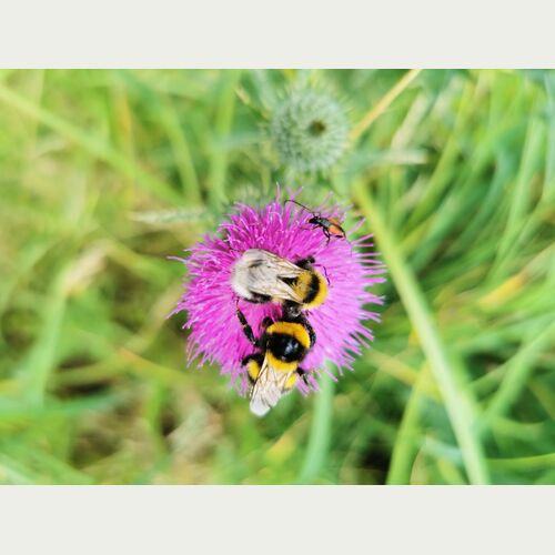 Summendes Leben: Heimische Wildpflanzen im Garten und auf dem Balkon sind für Insekten wie der Gartenhummel lebenswichtige Nahrungsquellen (Foto: Amira Elatawna)